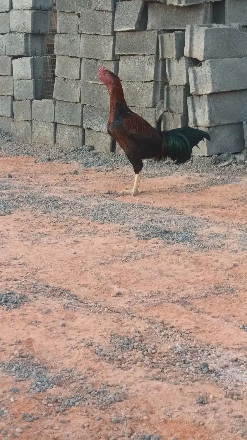 خروس لاری|حیوانات مزرعه|آذرشهر, |دیوار