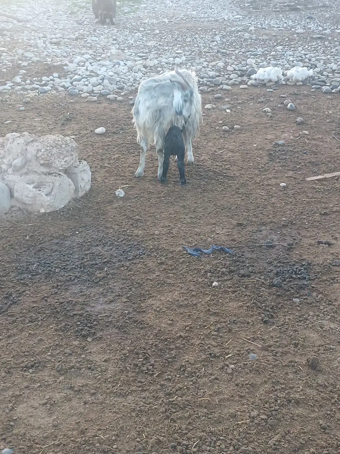 س بز و ۴بیگ|حیوانات مزرعه|دزفول, |دیوار