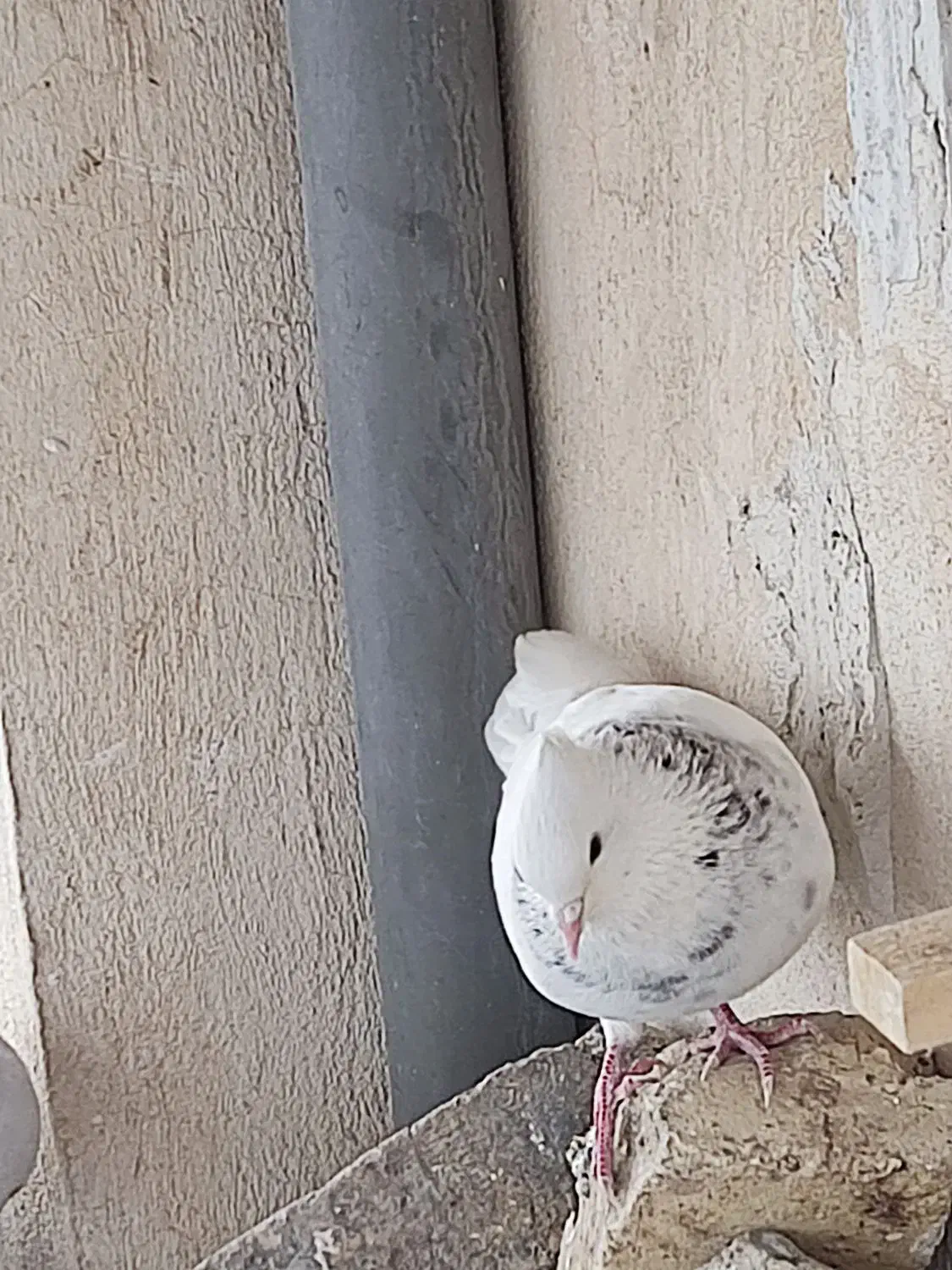 طوقی|پرنده|کازرون, |دیوار