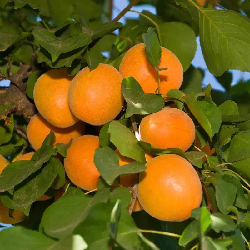 فروش به صورت عمده و خرده با ضمانت کتبی|خدمات باغبانی و درختکاری|کرمانشاه, |دیوار