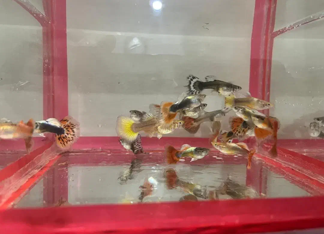 ماهی گوپی|ماهی|تهران, شمیراننو|دیوار