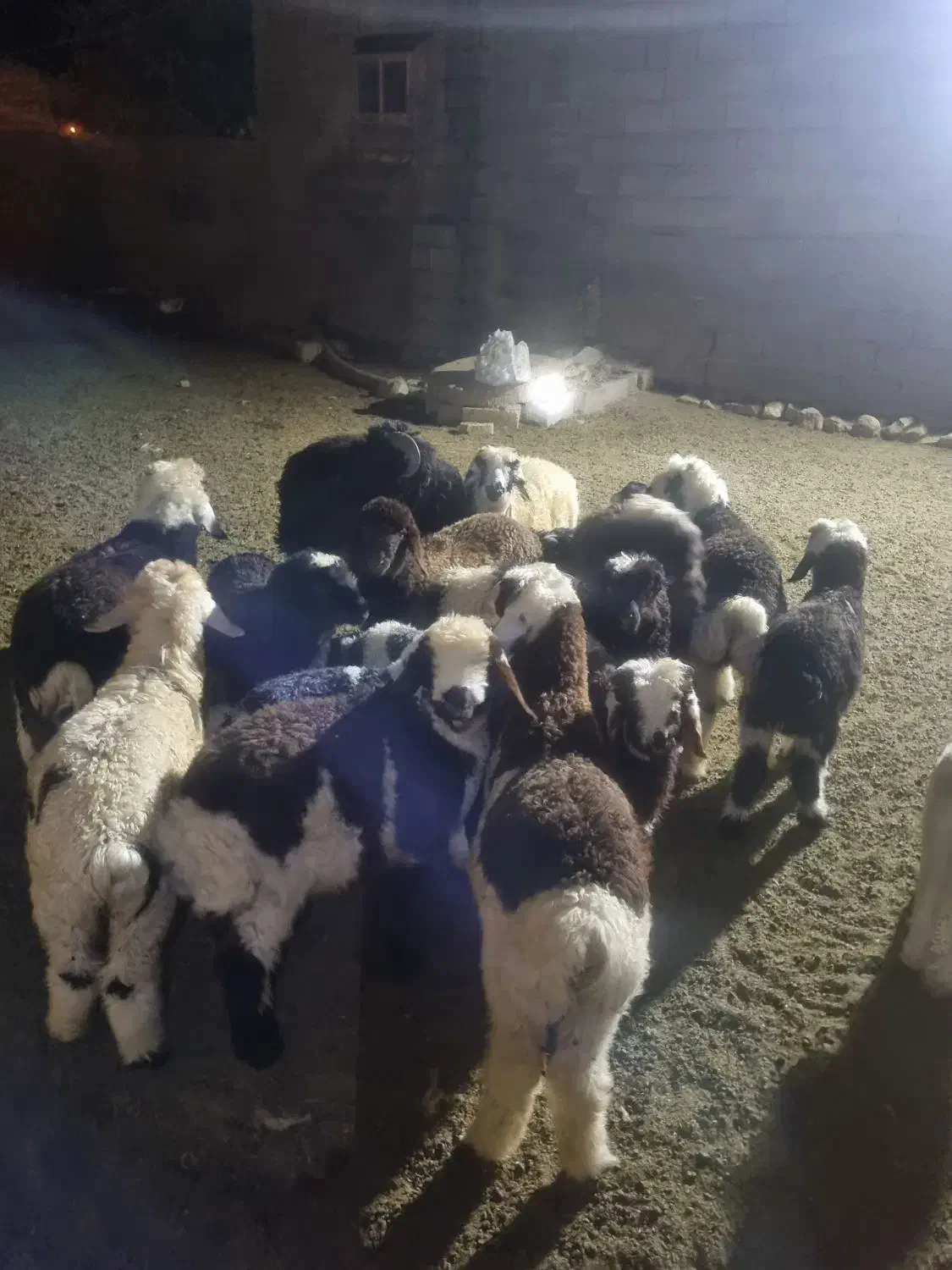 ضایعات میوه جهت مصرف دام|لوازم جانبی حیوانات|شیراز, نصر|دیوار