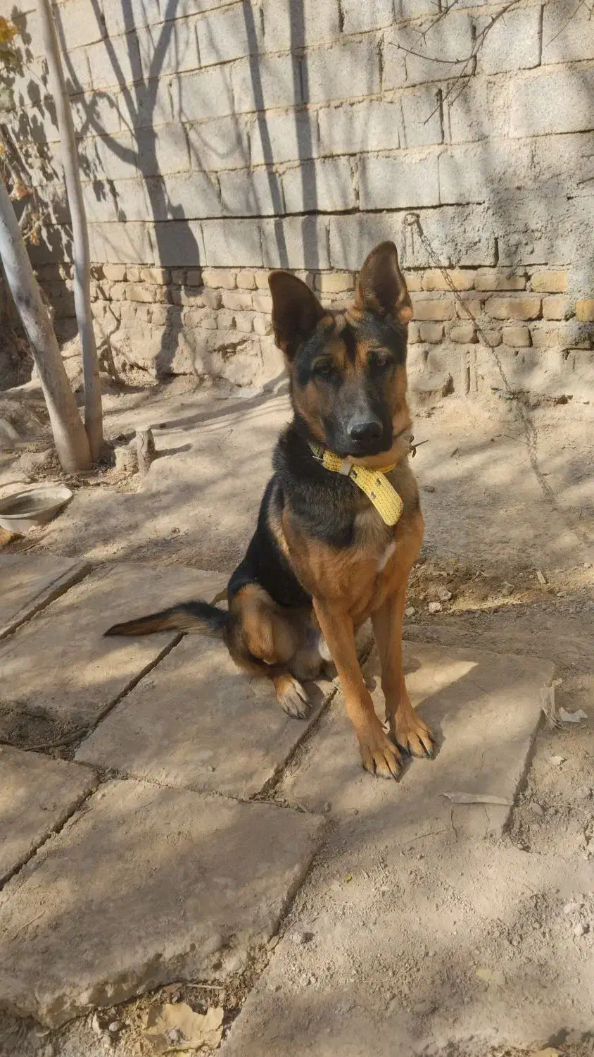 واگذاری سگ جرمن 9 ماهه|سگ|مرودشت, رودبال|دیوار