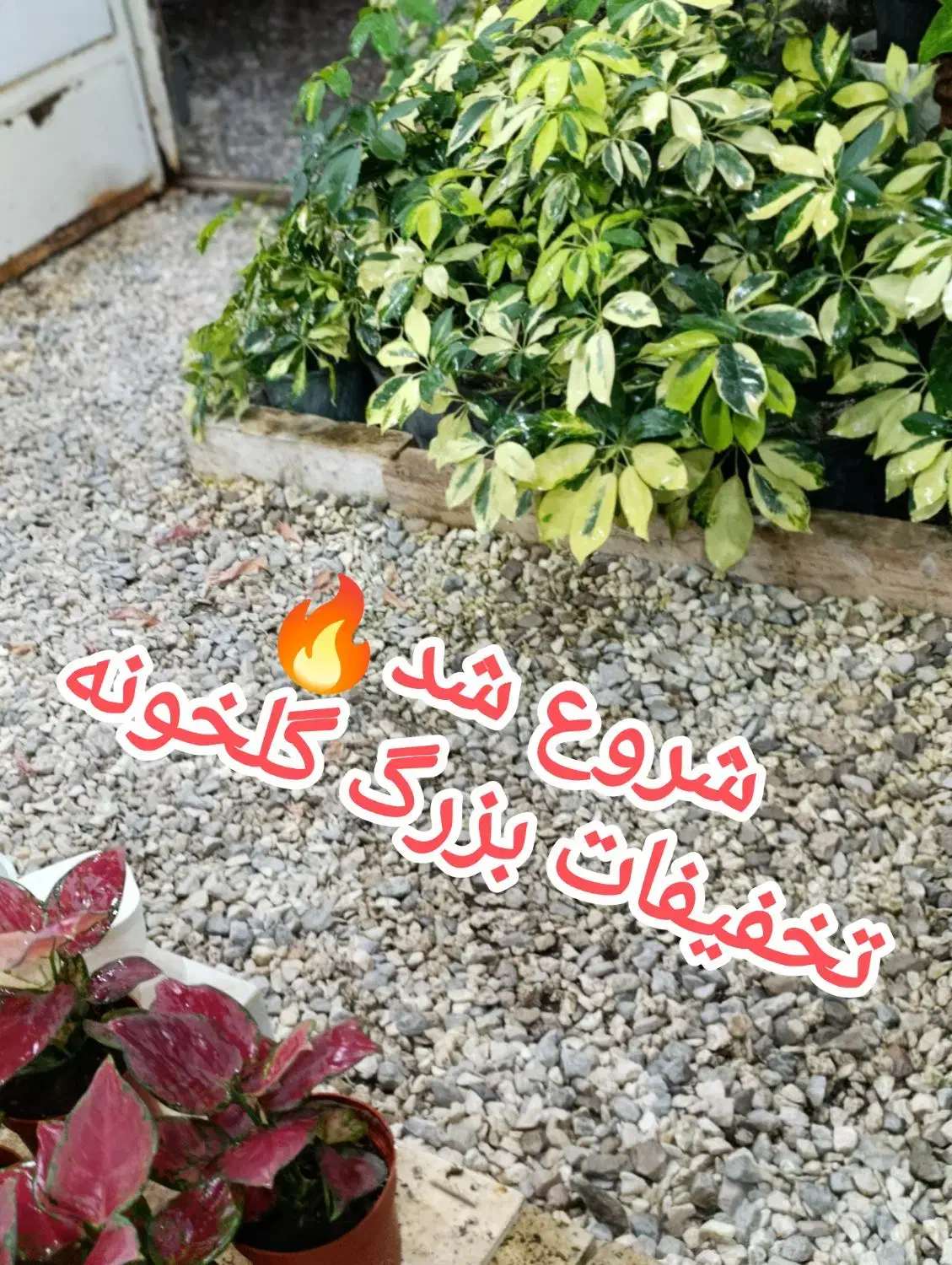 حراج گل و گیاه آپارتمانی و کاکتوس|حراج|حبیب آباد, |دیوار