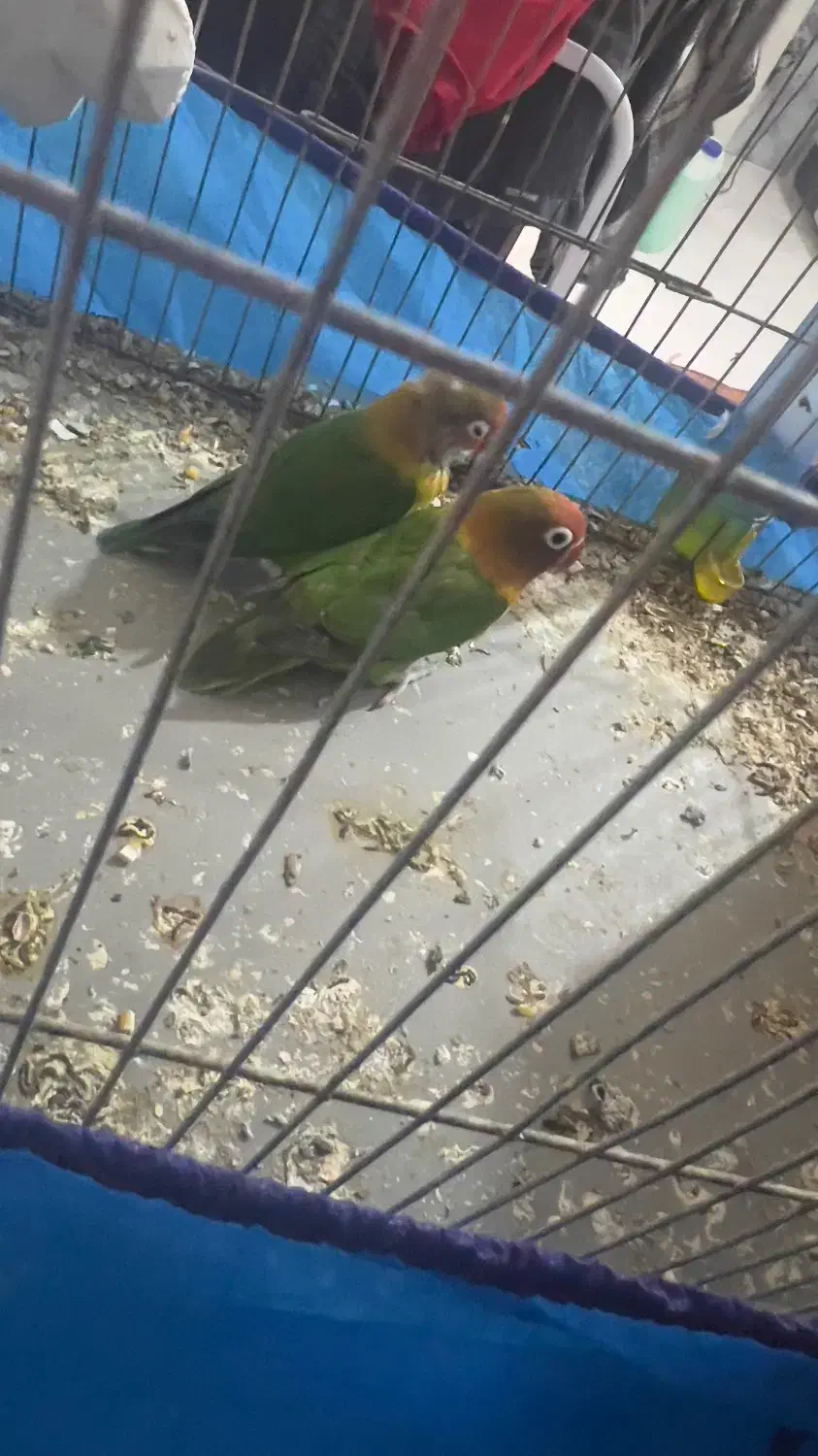 جفت مولد|پرنده|اهواز, بهارستان|دیوار