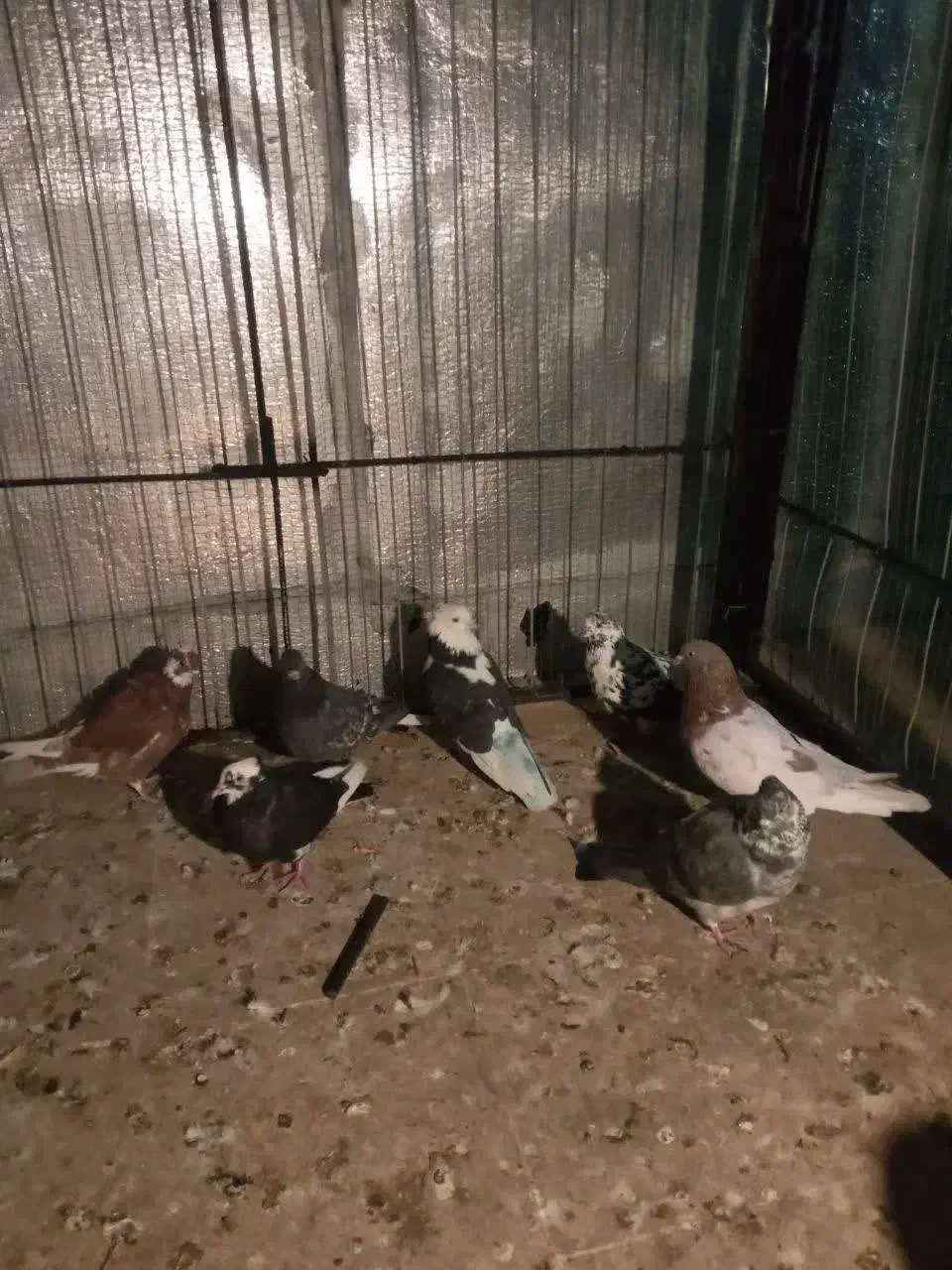 کبوتر غریب|پرنده|زنجان, |دیوار