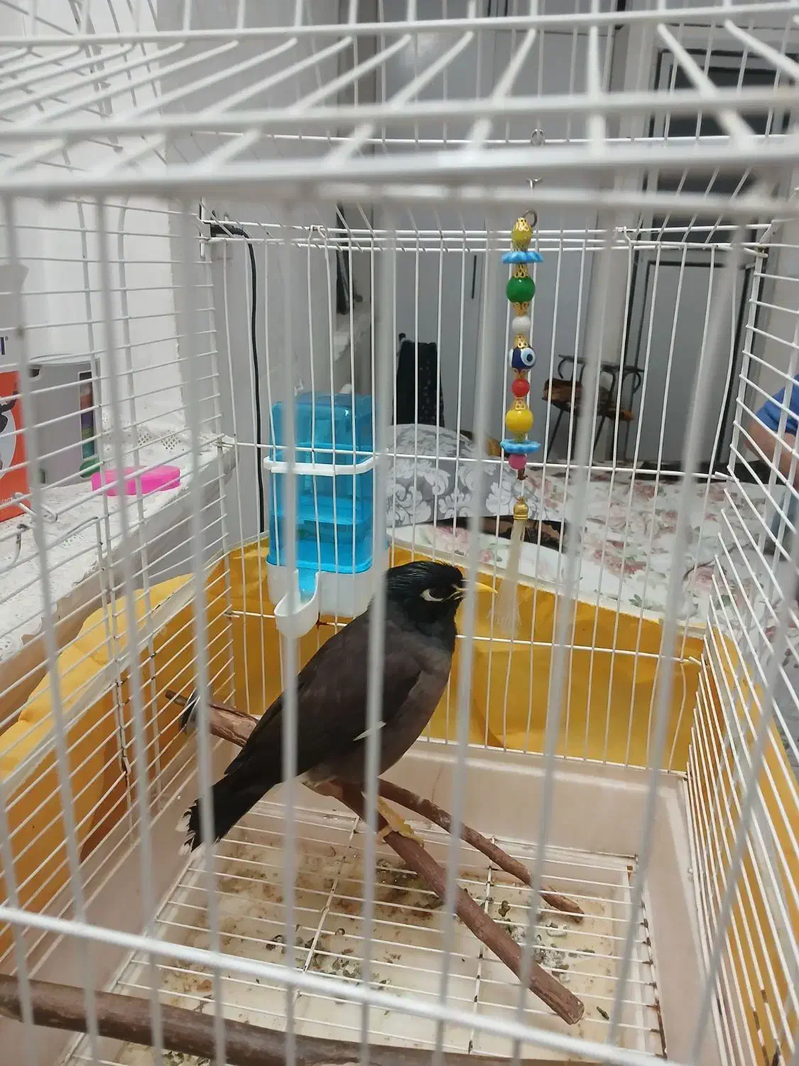 مینا|پرنده|قم, نوبهار|دیوار