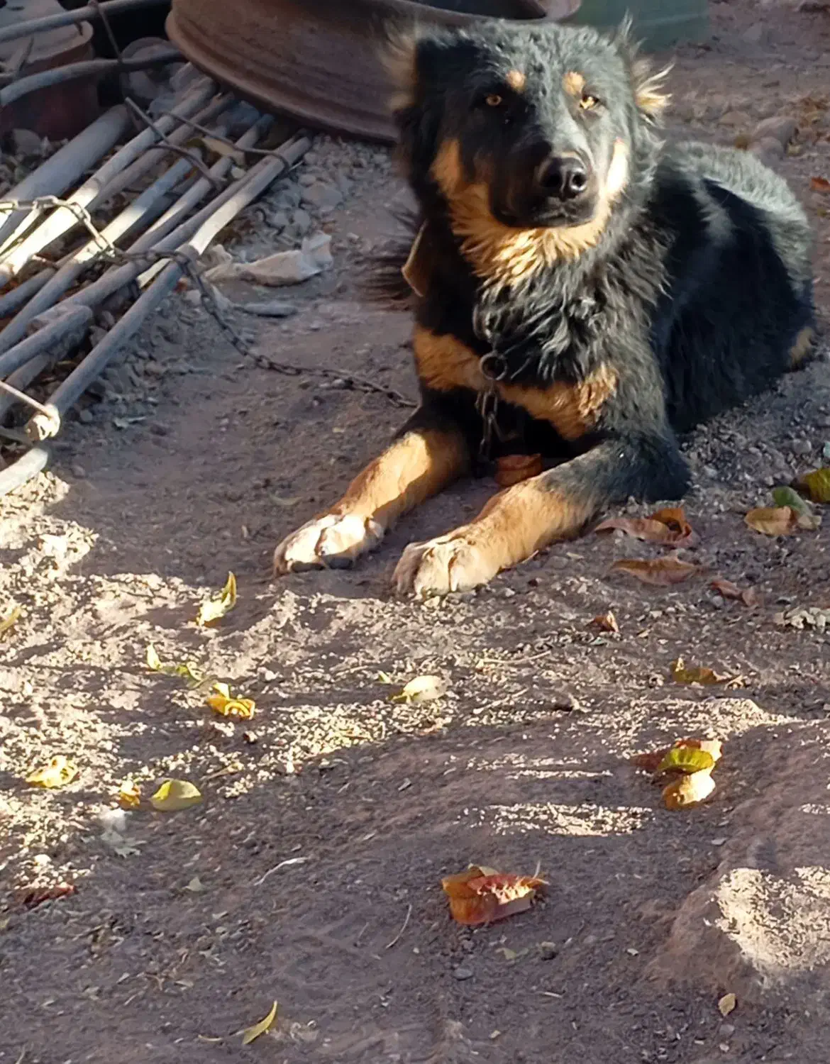 سگ نگهبان و گله|سگ|کرمان, |دیوار