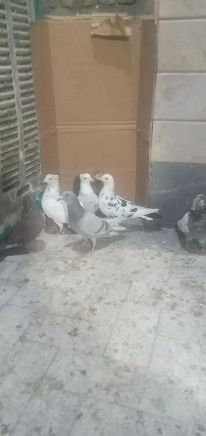 کبوتر پرشی|پرنده|قم, ولیعصر|دیوار