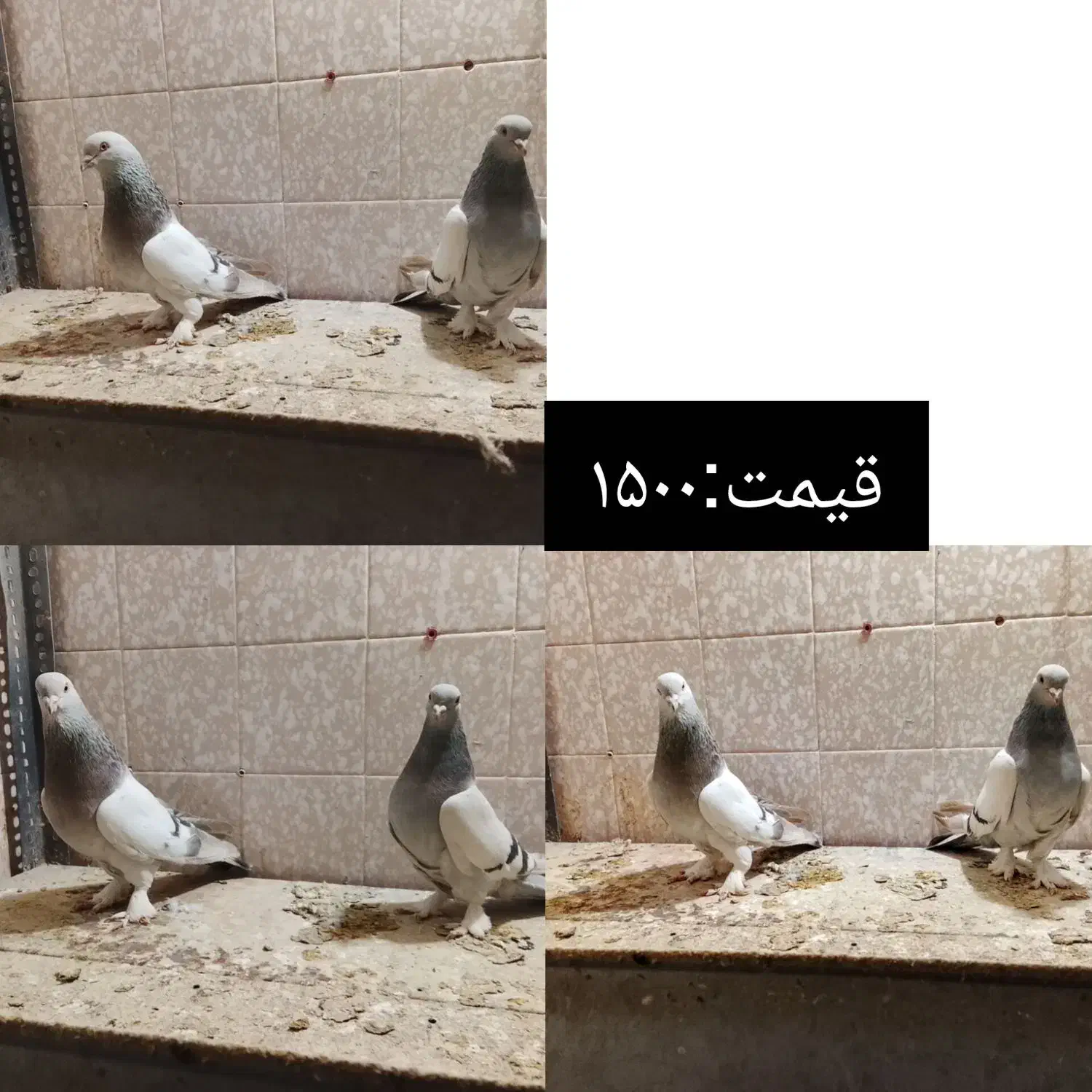 جفتی|پرنده|مرودشت, کوشک|دیوار