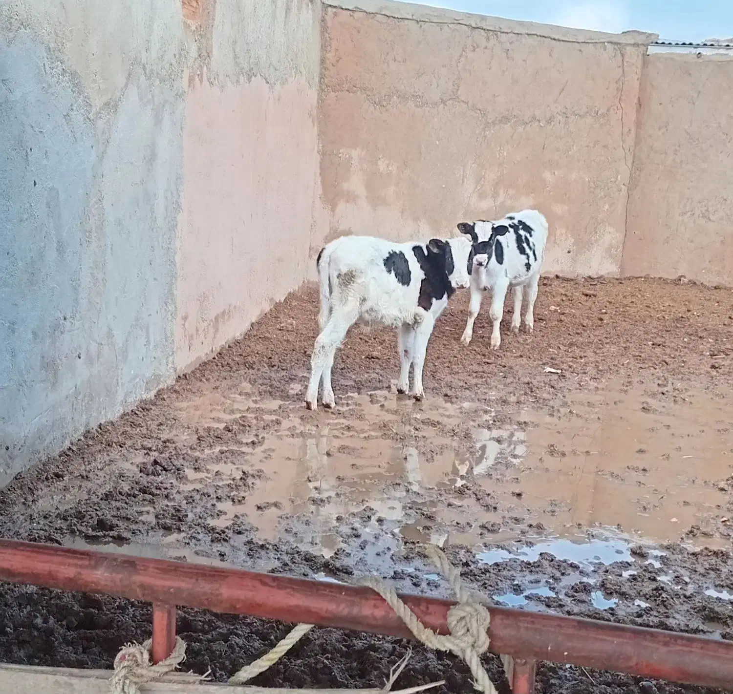 گوساله نر|حیوانات مزرعه|اسفراین, |دیوار