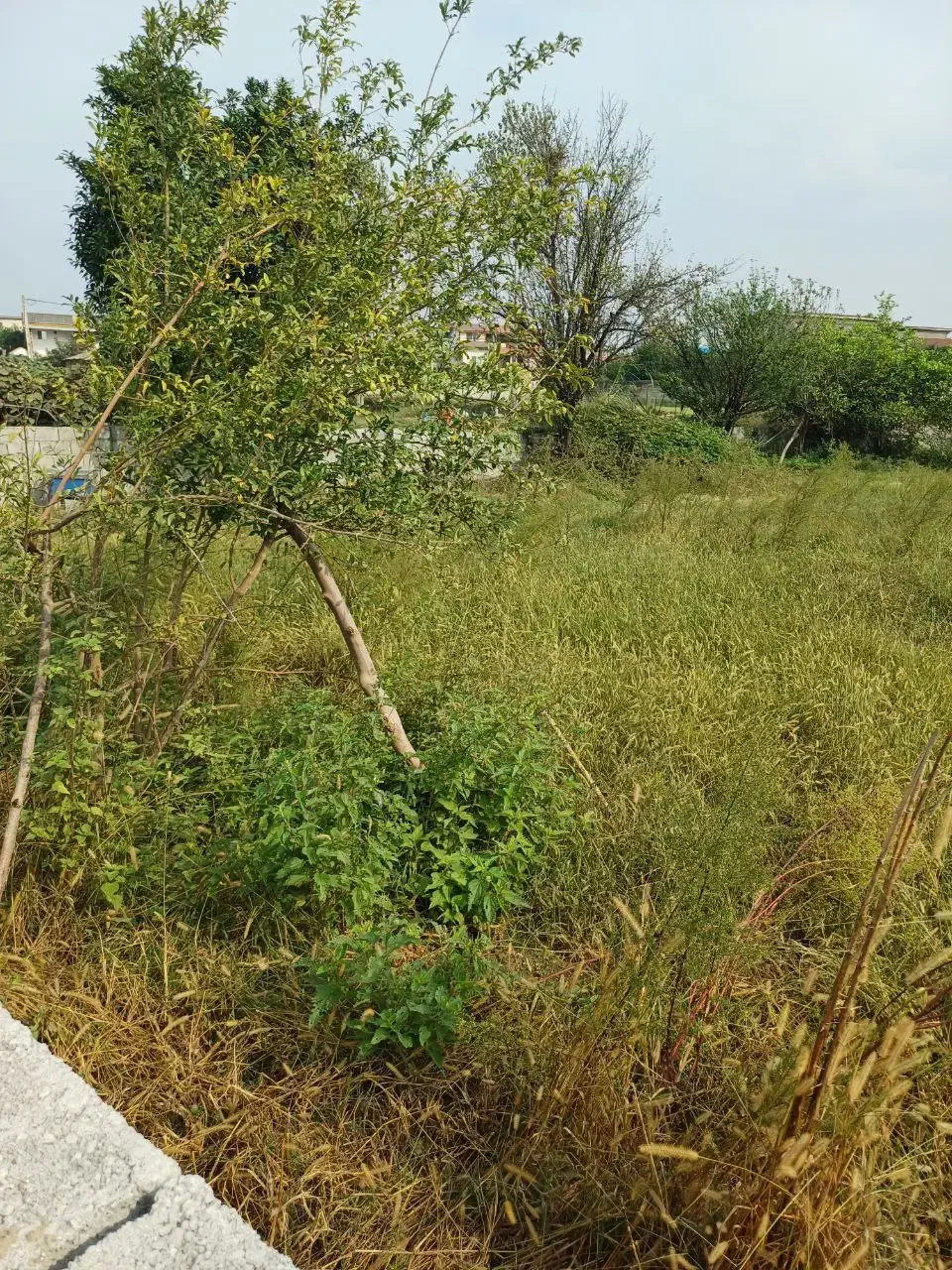 زمین۱۵۰متری پلاک شده آماده‌ ساخت/سندتکبرگ|فروش زمین و ملک کلنگی|چمستان, |دیوار