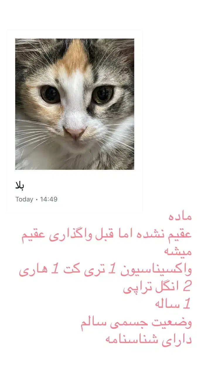 واگذاری گربه در رشت|گربه|رشت, معلولین|دیوار