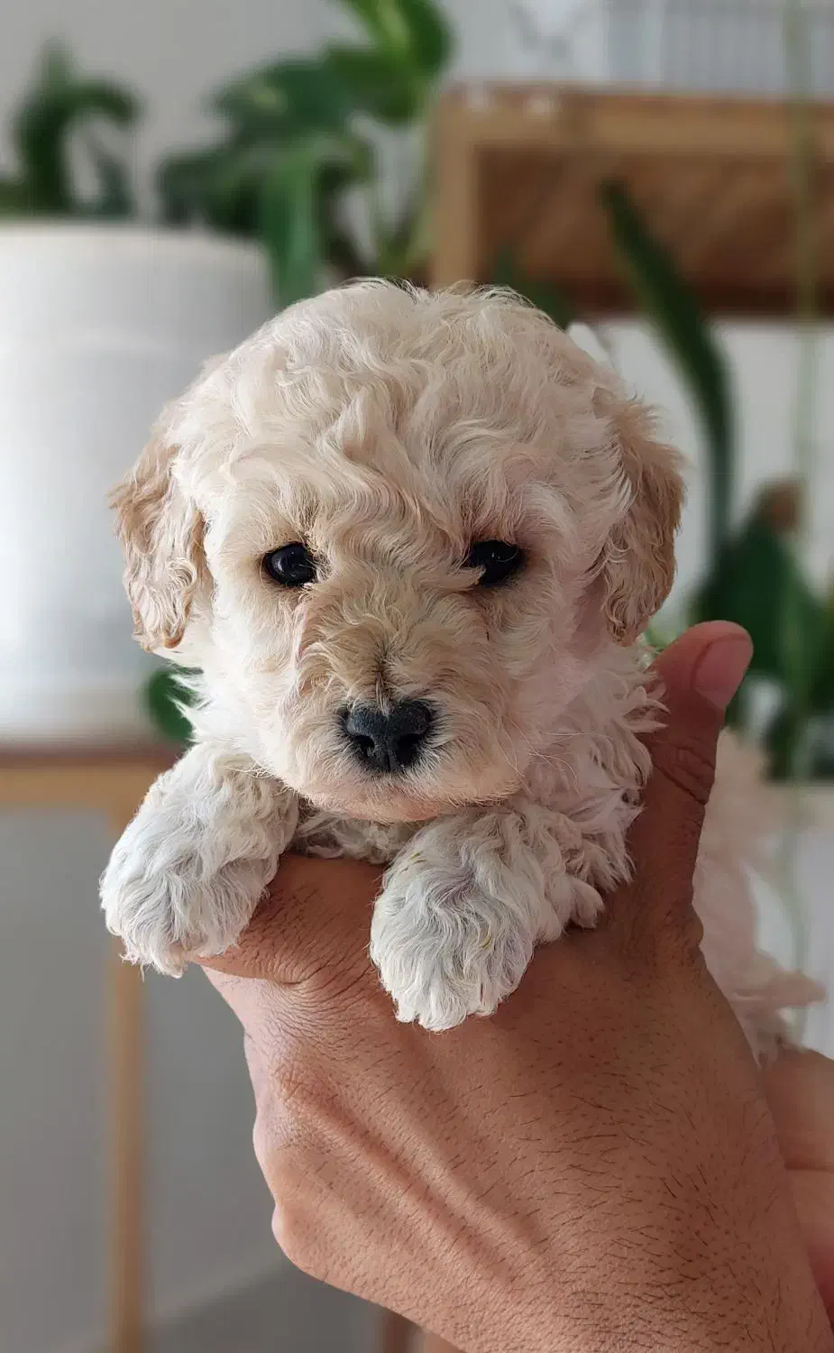 سگ های خانگی. دارای گواهی سلامت|سگ|شیراز, جانبازان|دیوار