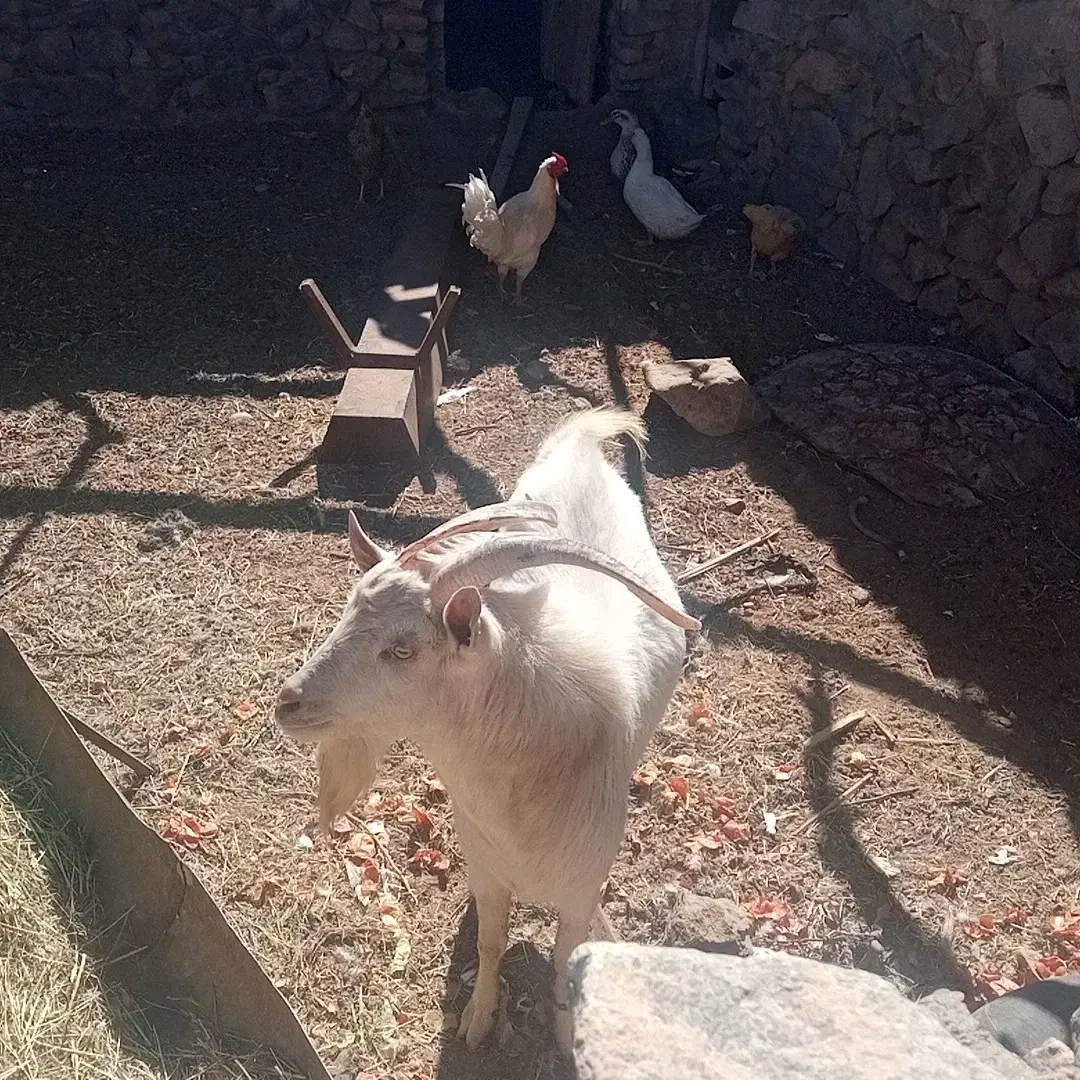 نر بز|حیوانات مزرعه|نهبندان, |دیوار