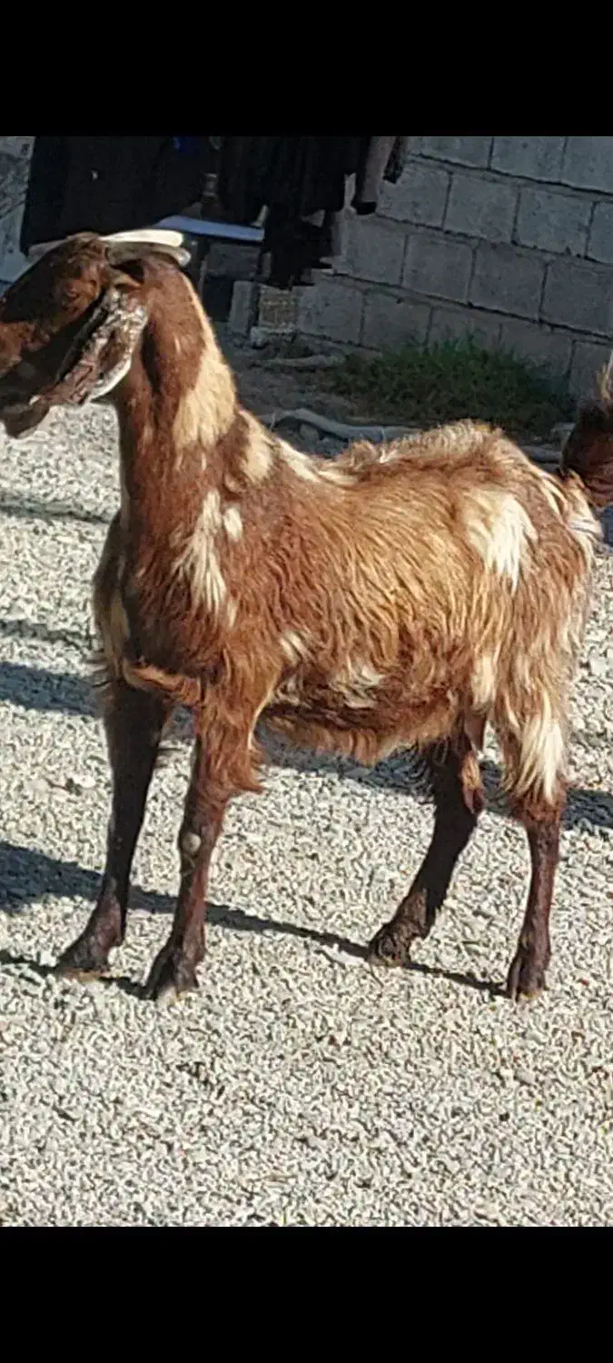 بز آبستن سر مایه|حیوانات مزرعه|جیرفت, |دیوار