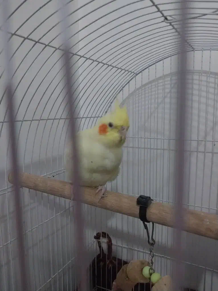 عروس نر و ماده|پرنده|لنگرود, |دیوار