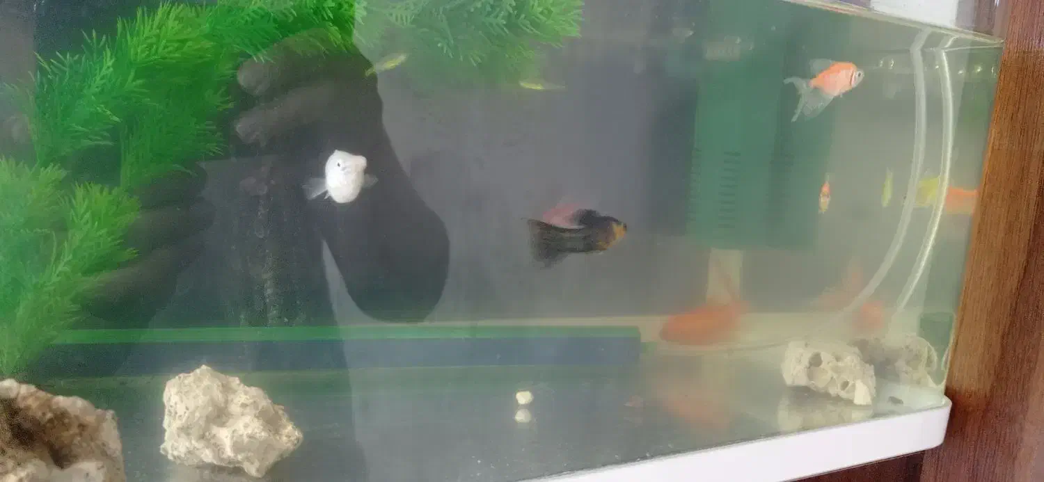 آکواریوم|ماهی|دزفول, |دیوار