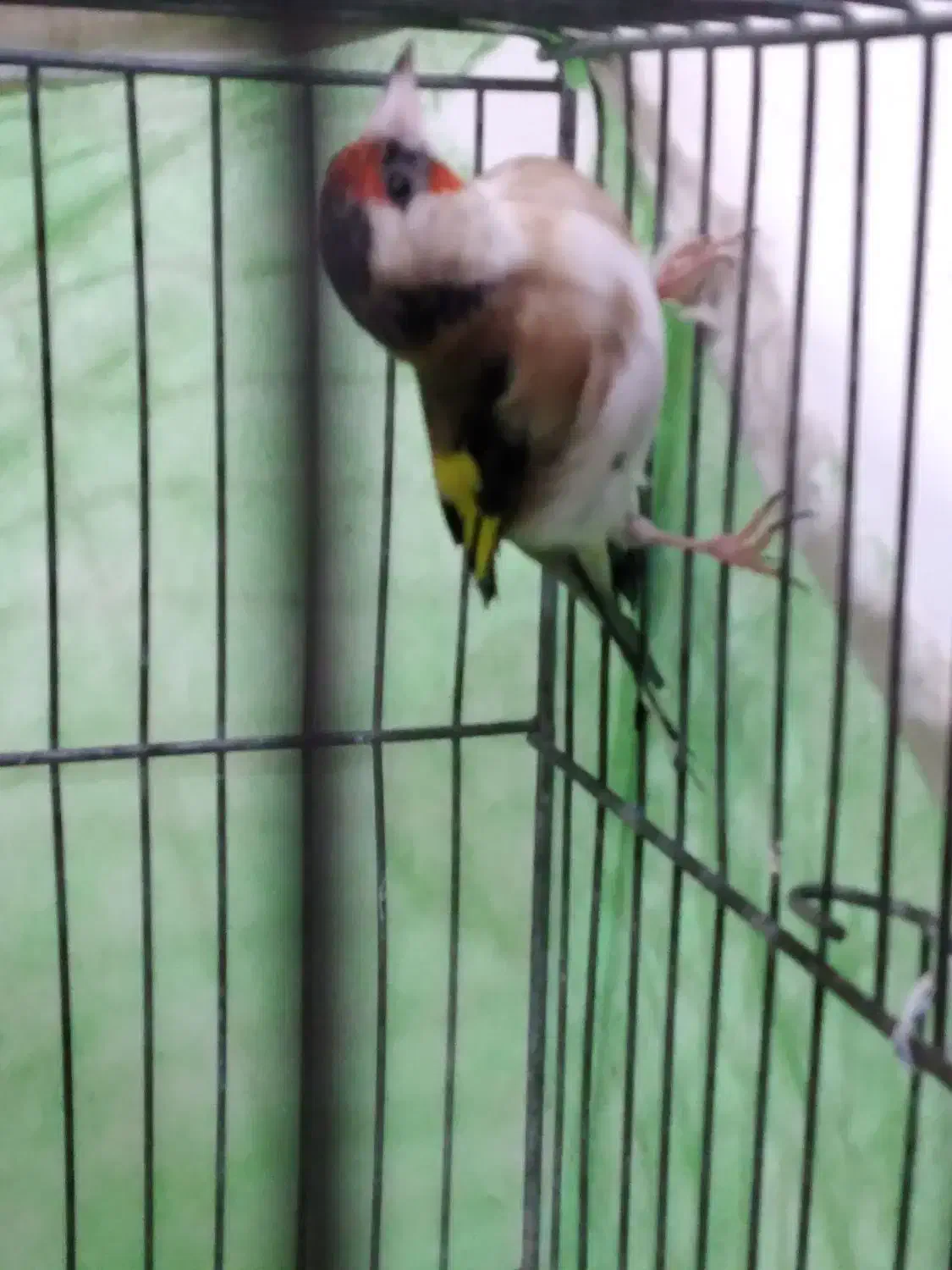 ماده‌سهره‌کار‌داده|پرنده|کرمانشاه, |دیوار