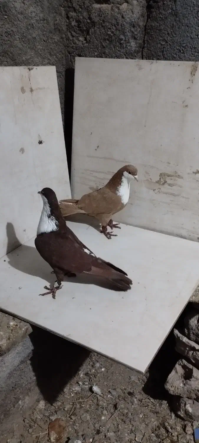 کبوتر|پرنده|مشهد, فرخد|دیوار