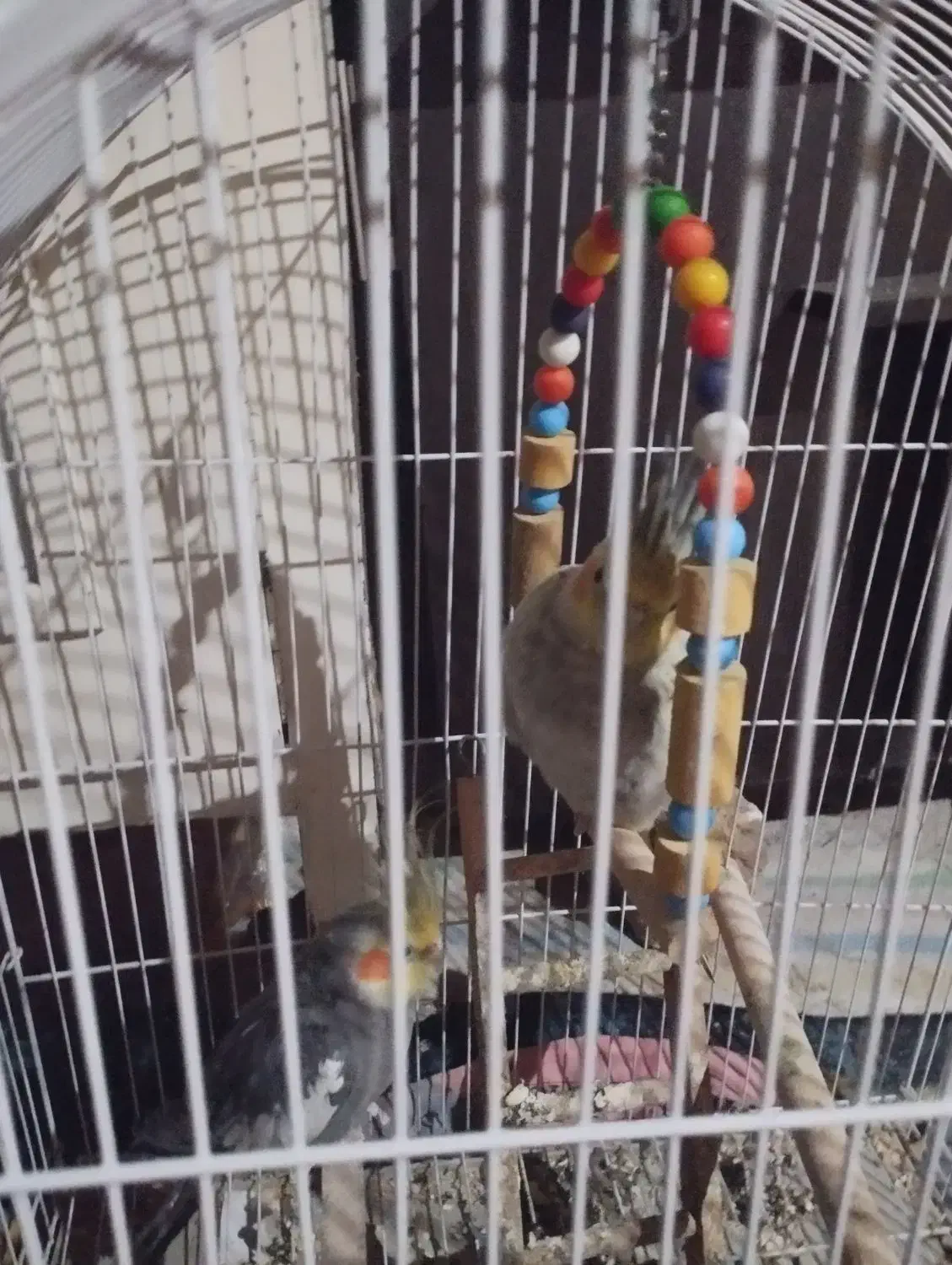 عروس مولد|پرنده|اردبیل, |دیوار