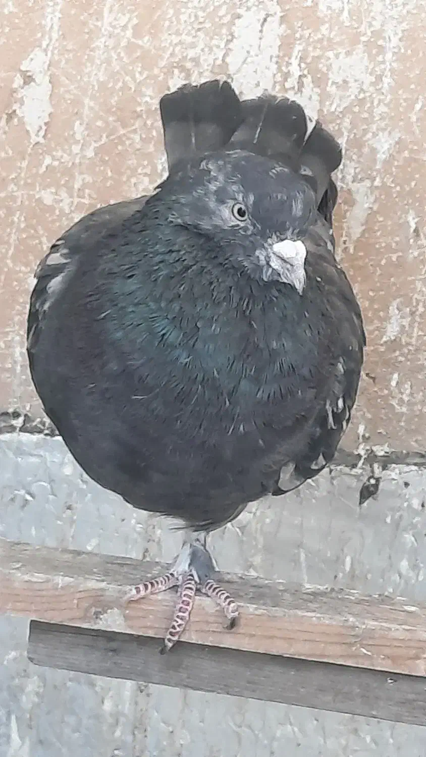 کفتر کبوتر|پرنده|تهران, خانی آباد نو شمالی|دیوار