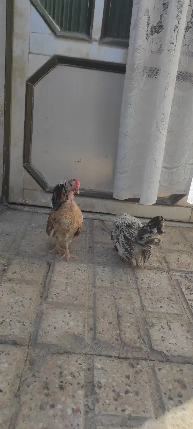 نیمچه جاپنیز زینتی منیاتوری|حیوانات مزرعه|مشهد, ویلاشهر|دیوار