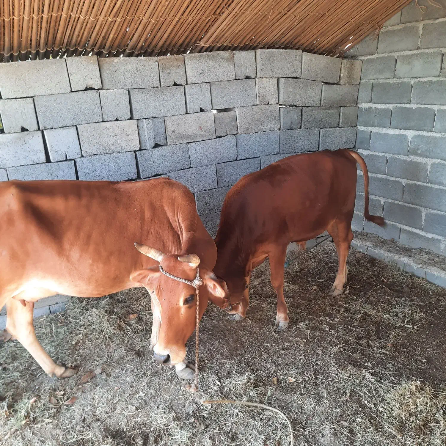 گاو وگوساله|حیوانات مزرعه|میناب, |دیوار