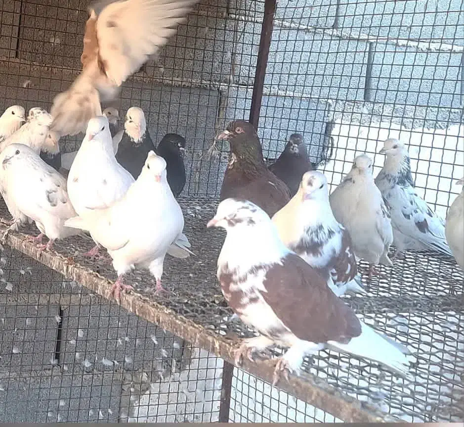 کبوتر پرشی|پرنده|هشتگرد, طاووسیه|دیوار