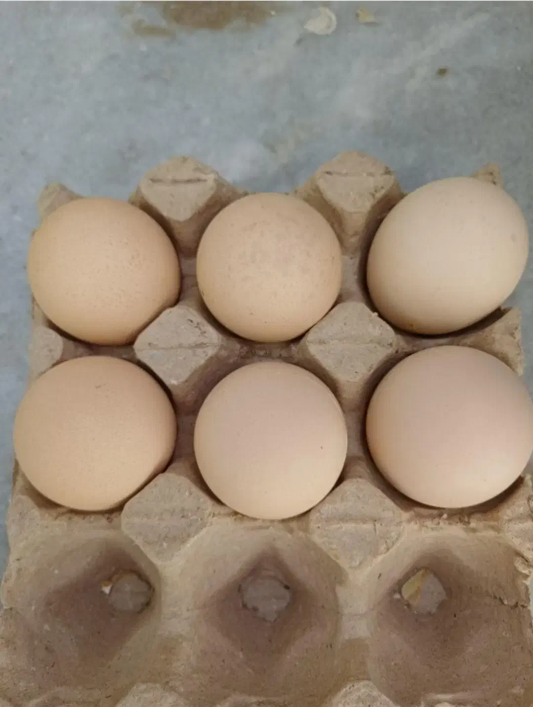 خروس برهما غول پیکر|حیوانات مزرعه|قم, نیروگاه|دیوار