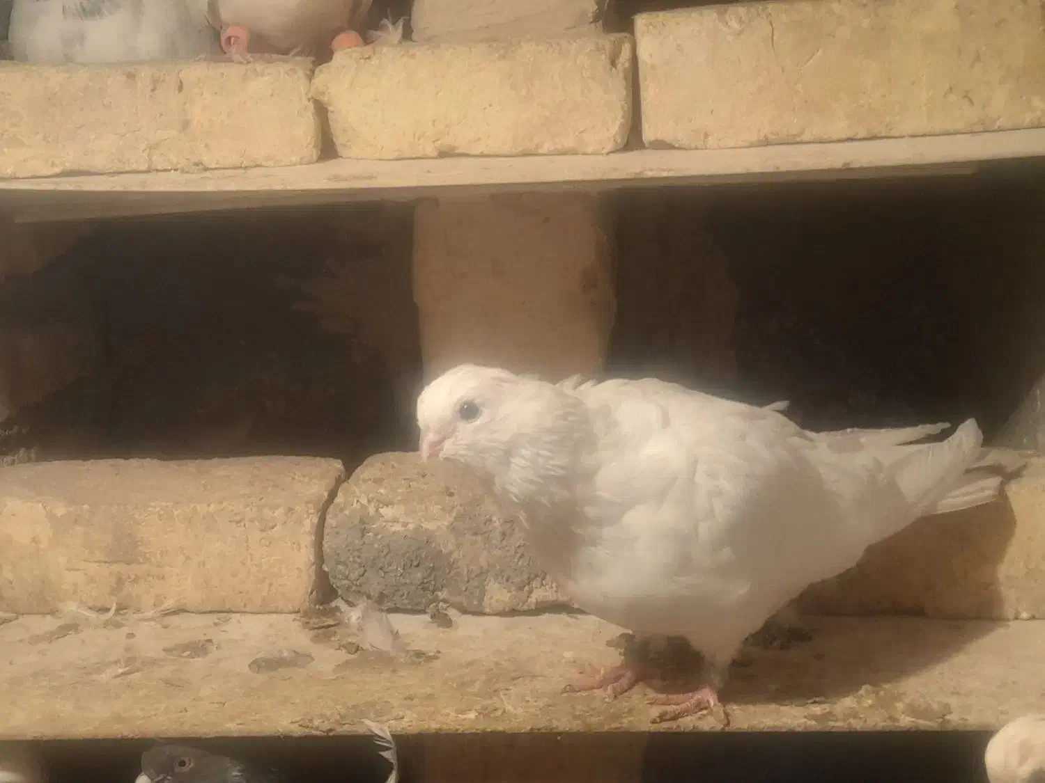 یک جفت کبوتر نوک قنار سفید|پرنده|شهرکرد, |دیوار