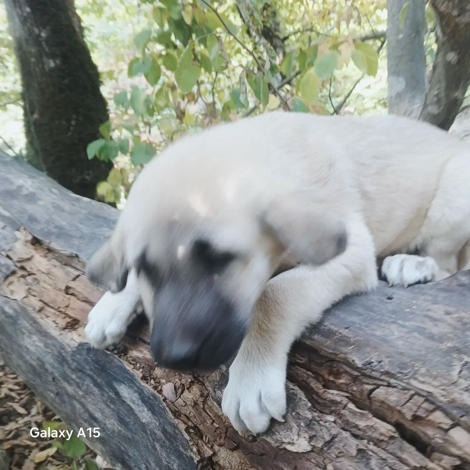 سگ پژدر|سگ|آمل, |دیوار