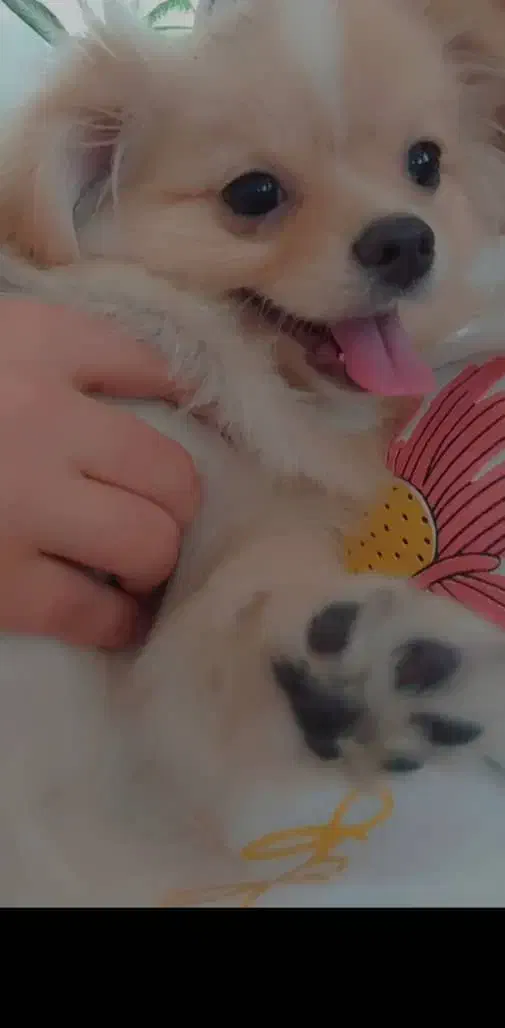 سگ پامرانین نر آموزش دیده|سگ|تهران, کیانشهر|دیوار