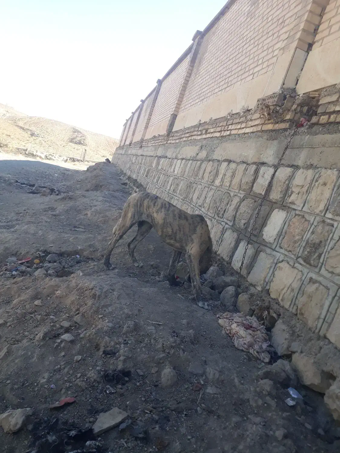 توله سگ ۶ماه سرابی ماده قابل معاوضه|سگ|دره شهر, |دیوار