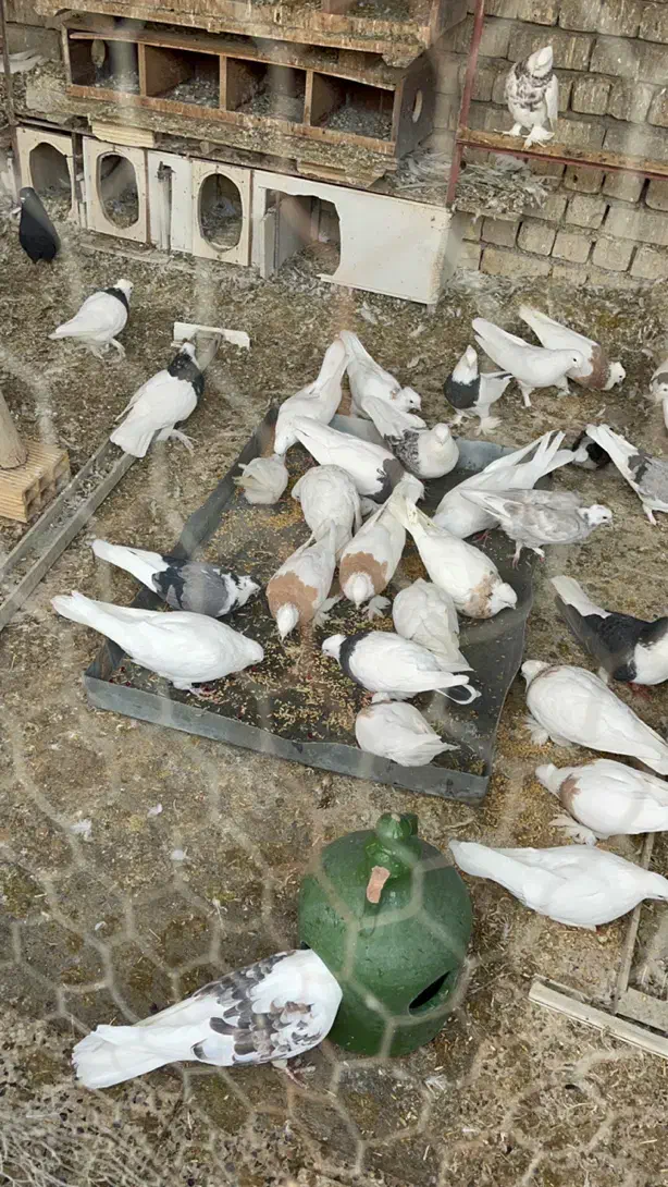 فروش کبوتر نژاد دار|پرنده|تیران, |دیوار