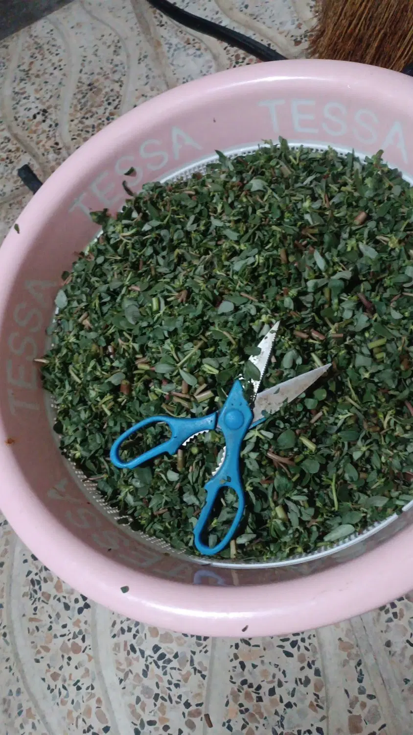 خرفه|خوردنی و آشامیدنی|میانه, |دیوار