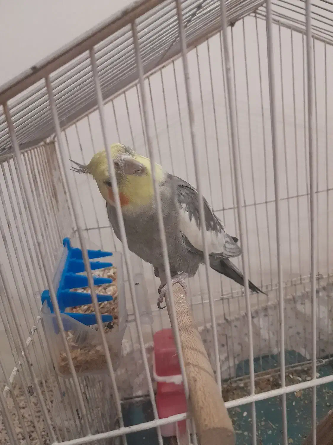 عروس هلندی سینامون|پرنده|شوش, |دیوار