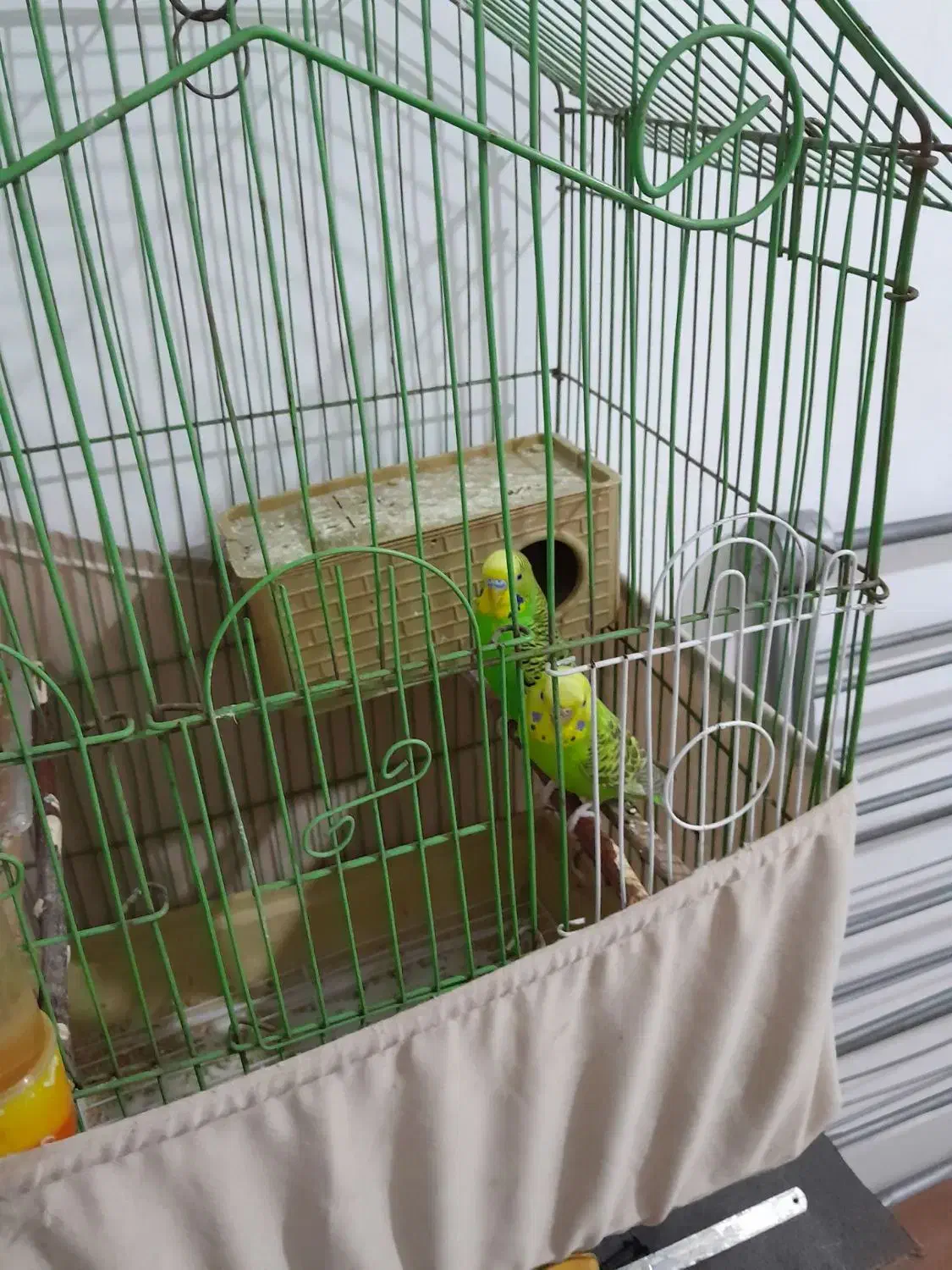 مرغ عشق|پرنده|پاکدشت, پاکدشت (مامازند)|دیوار