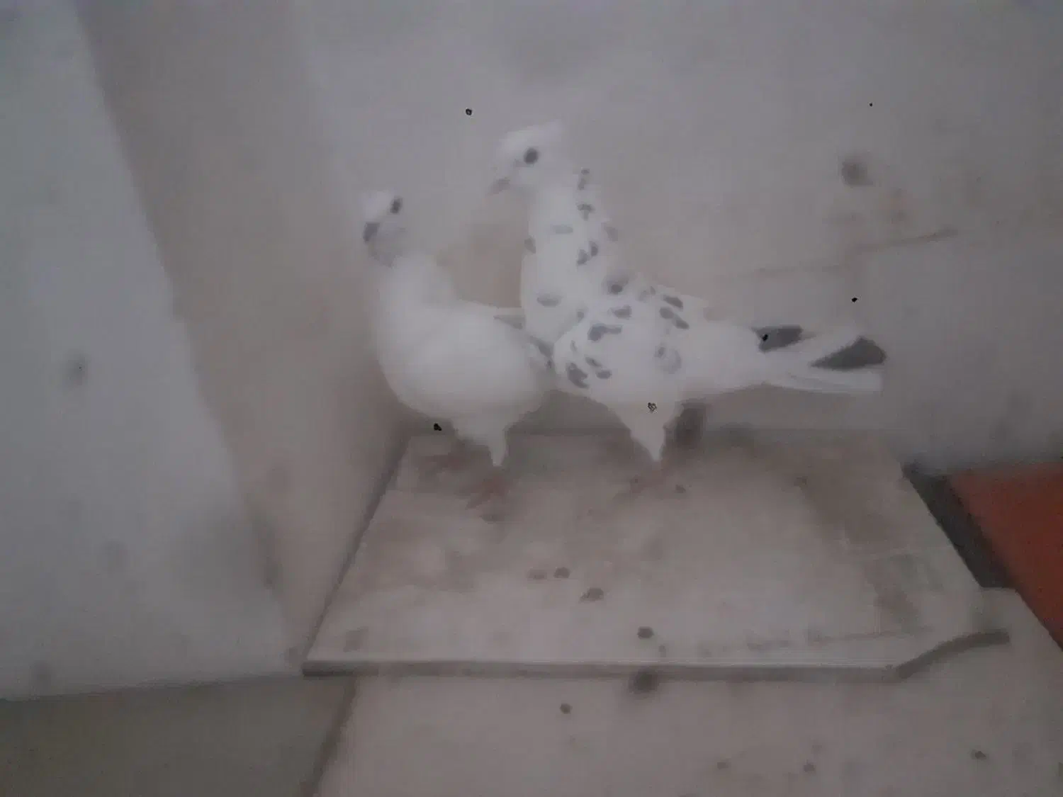 گبوتر|پرنده|اصفهان, ارغوانیه|دیوار