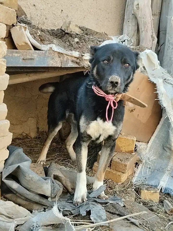 سگ نر|سگ|سجاس رود, |دیوار