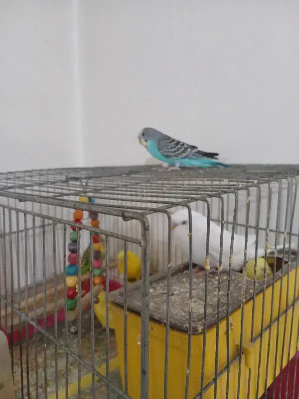 جوجه مرغ عشق|پرنده|برخوار, |دیوار