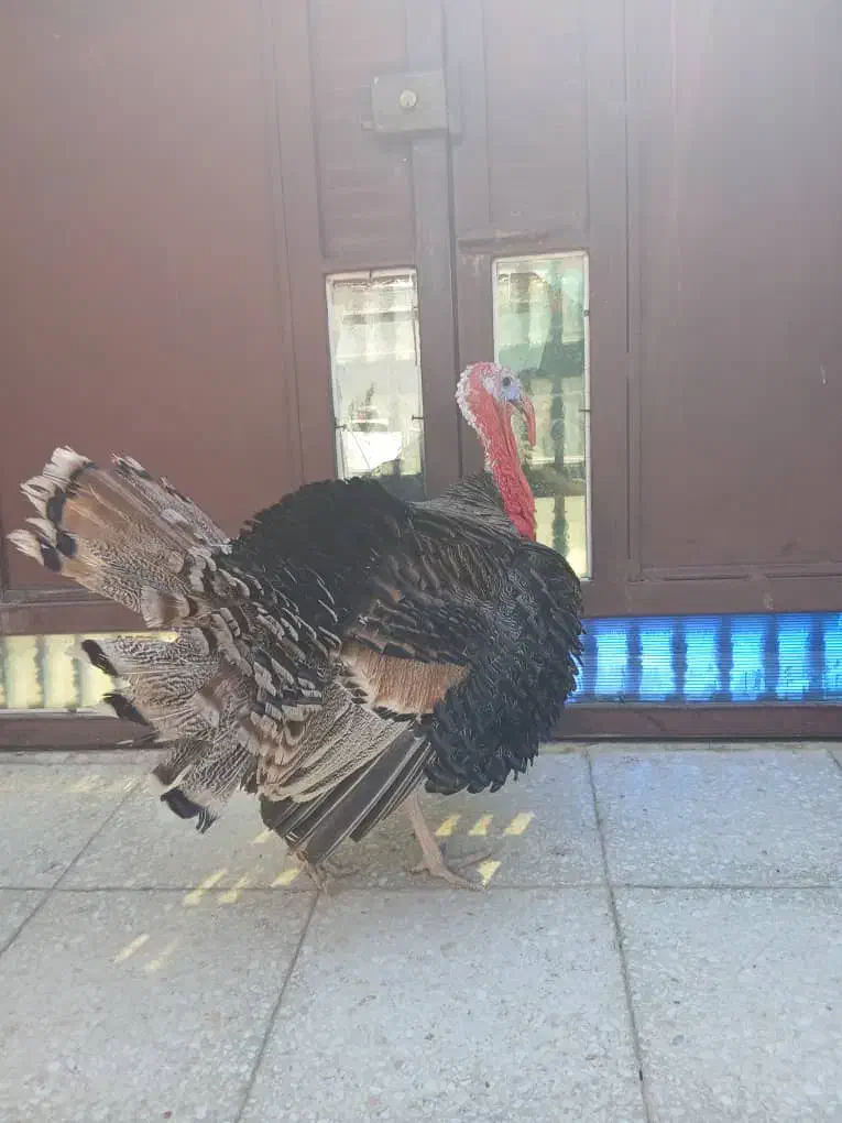 بوقلمون نر|حیوانات مزرعه|دیواندره, |دیوار