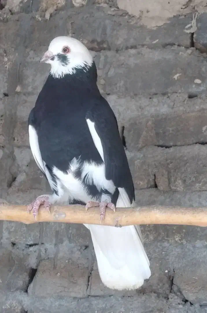 کبوتر|پرنده|هشتگرد, خور|دیوار