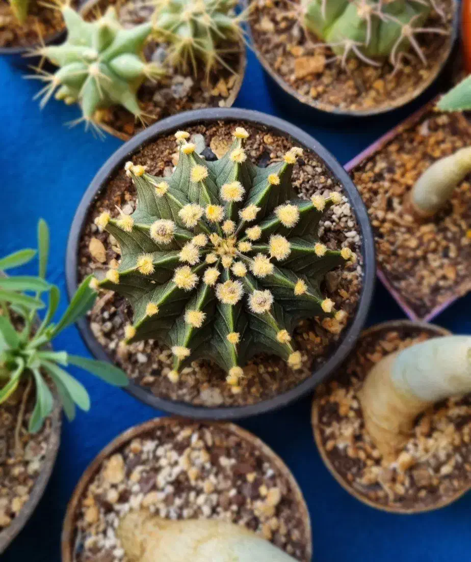 تعدادی کاکتوس خاص|گل و گیاه طبیعی|محمدیه-قزوین, |دیوار