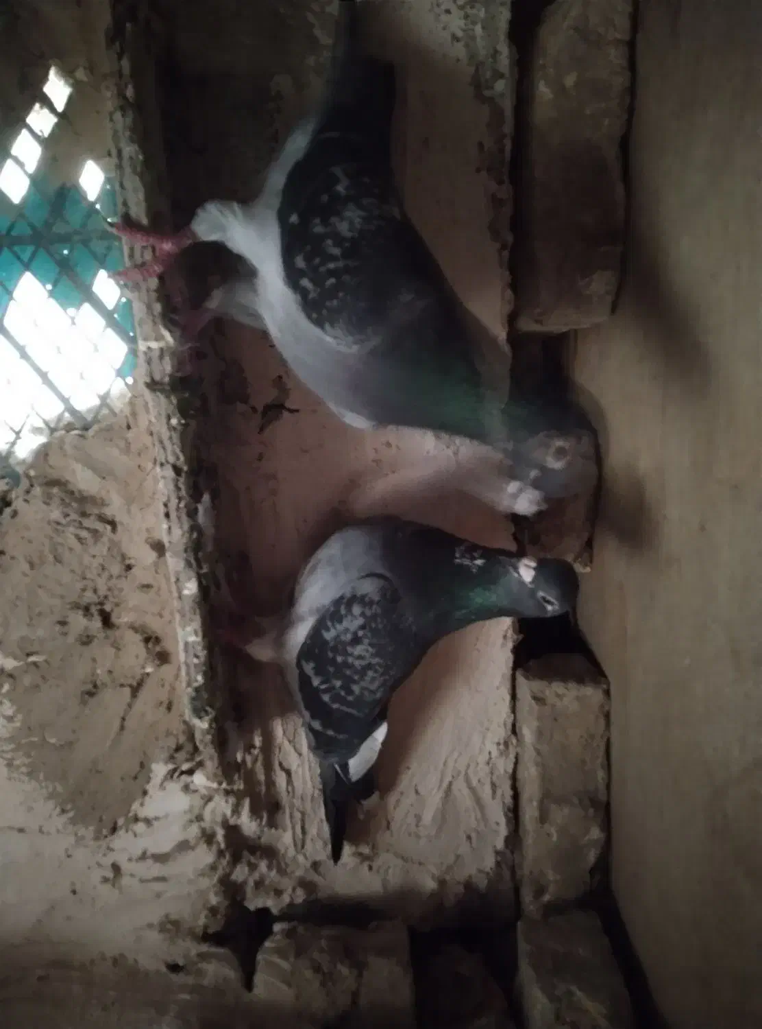 کفتر المانی|پرنده|نیشابور, ماروسک|دیوار