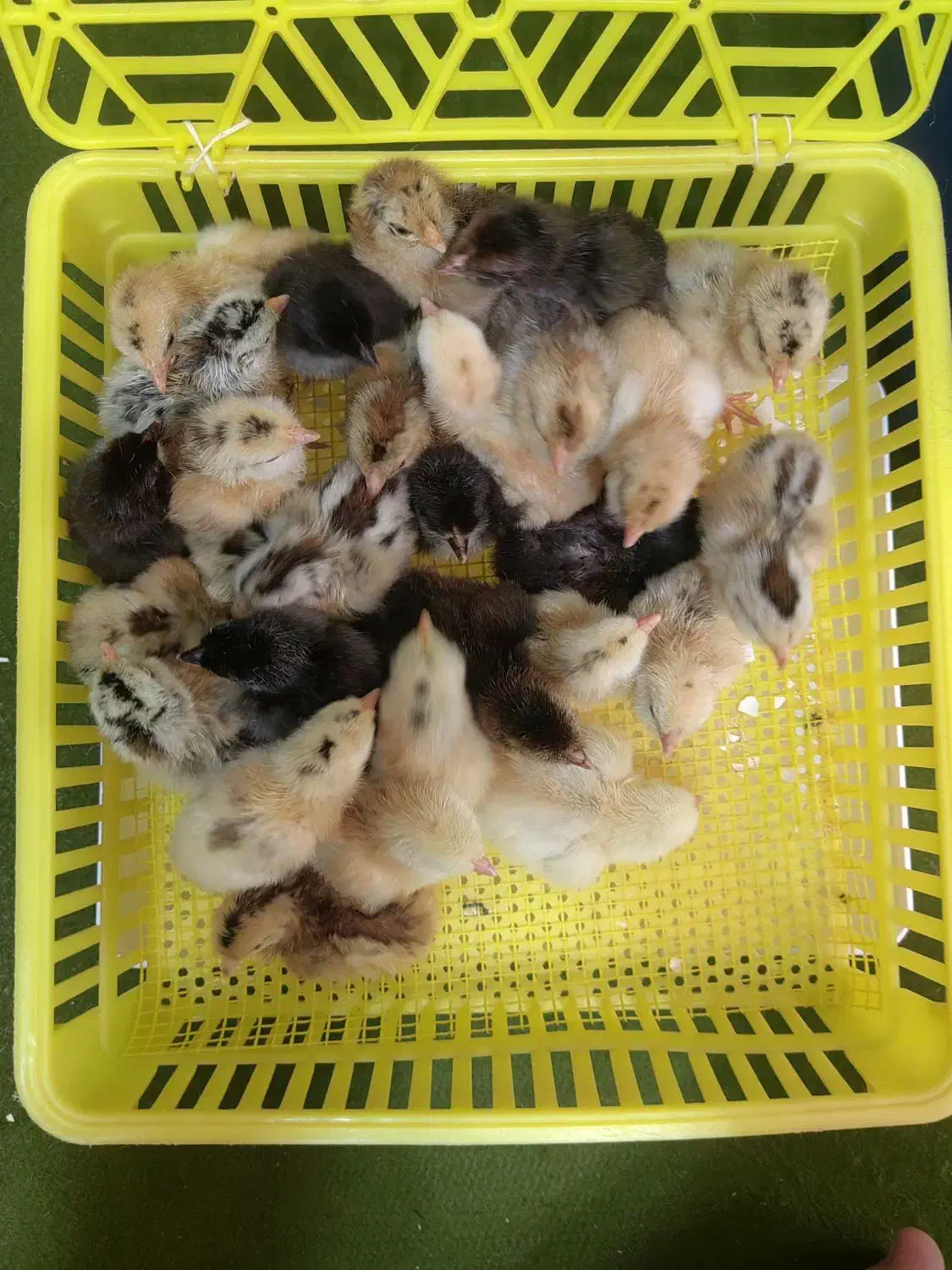 جوجه و تخم نطفه دار گلین|حیوانات مزرعه|شهرضا, |دیوار