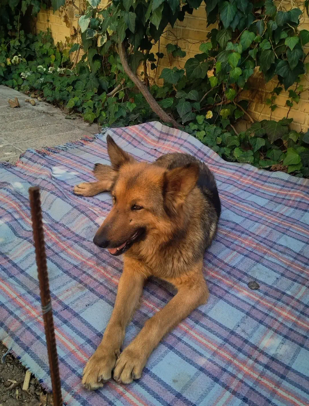 ژرمن شپرد|سگ|فولادشهر, A2|دیوار