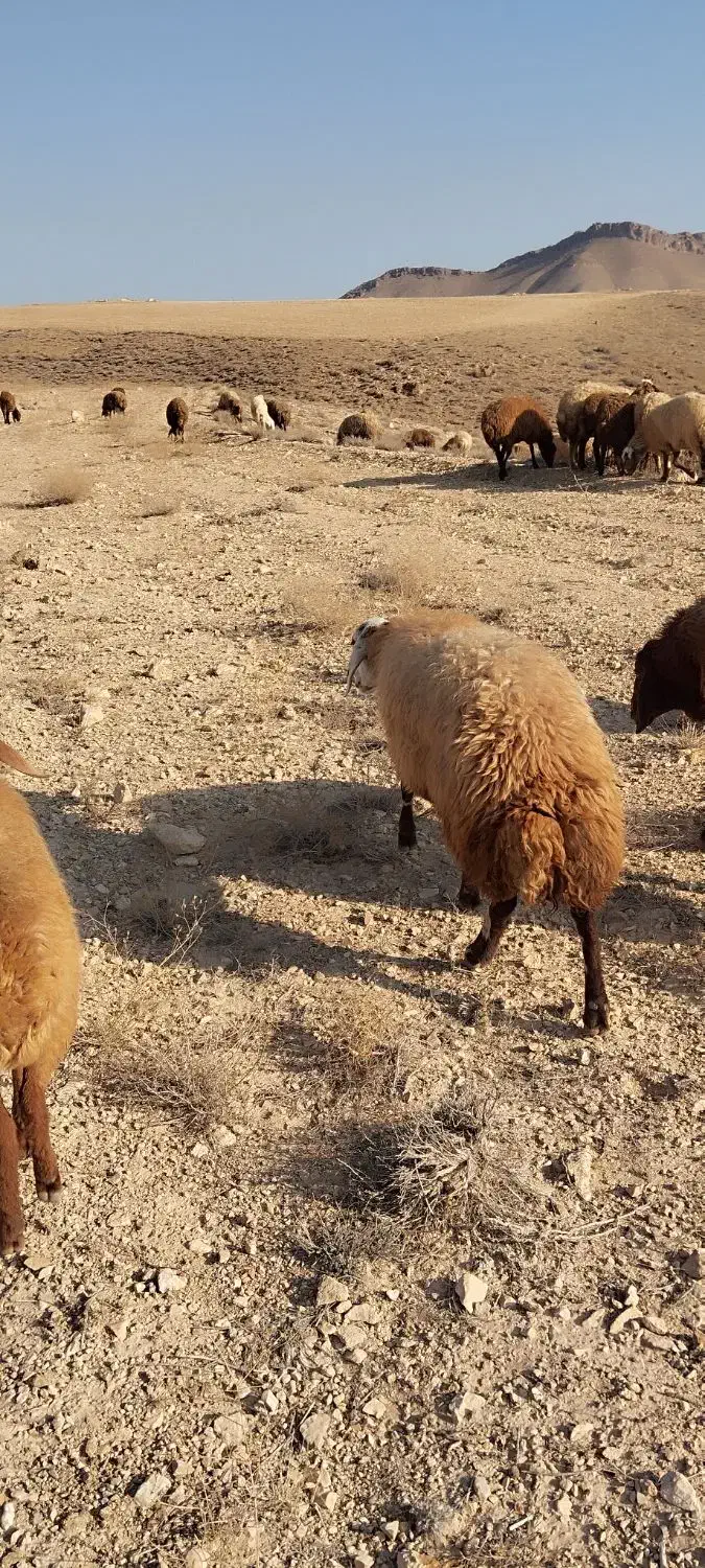 گوسفند گوشتی|حیوانات مزرعه|عنبران, |دیوار