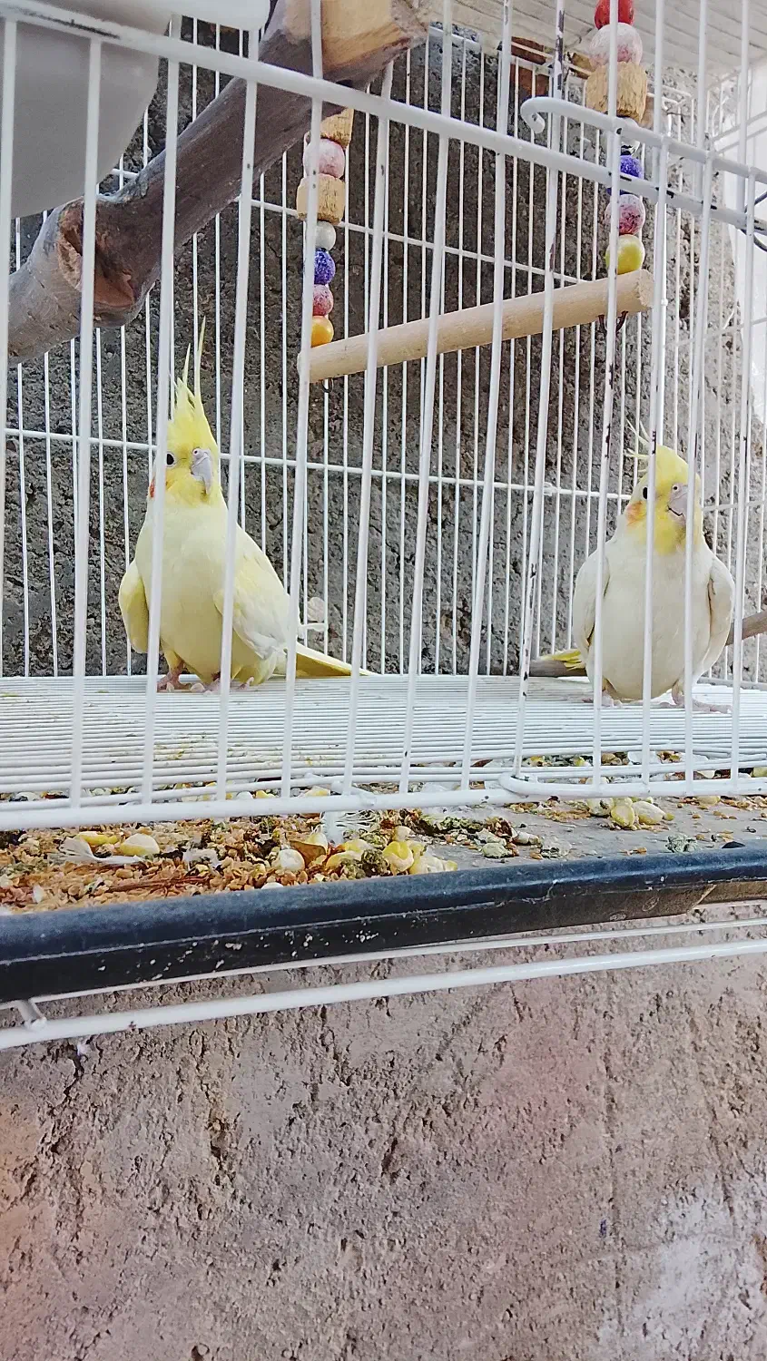 عروس هلندی|پرنده|خاش, |دیوار