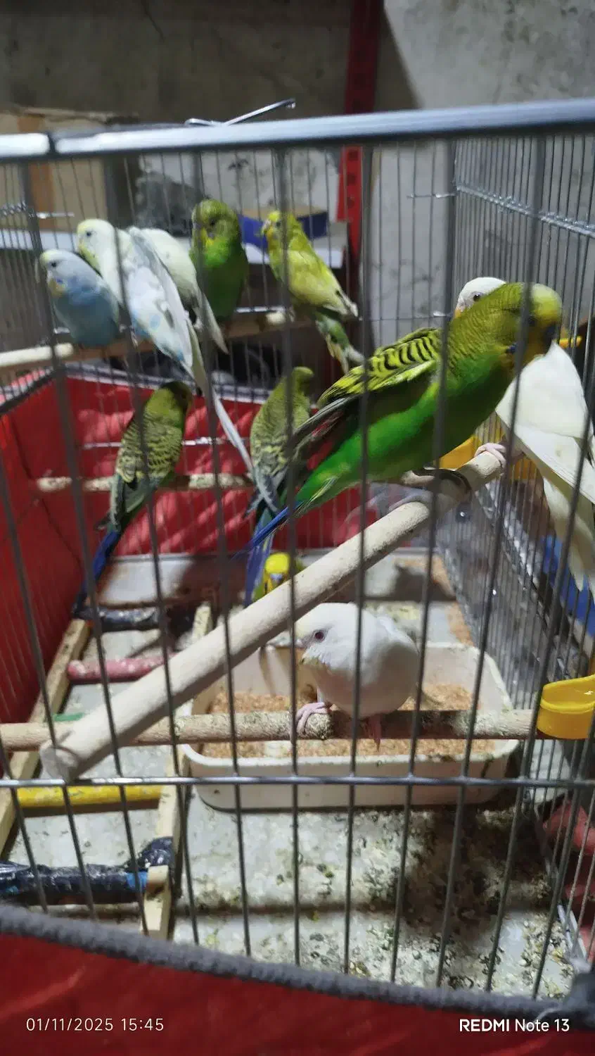 انواع مرغ عشق برای فروش|پرنده|بندر کنگان, |دیوار